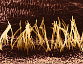 SEM of Cilia on Epithelial Cells