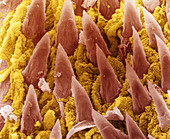 Bacteria on Rat Tongue,SEM