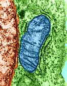 Cell Organelles,TEM