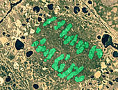Anaphase in Timothy Grass,TEM