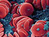 Human Red Blood Cells,SEM