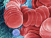 Human Red Blood Cells,SEM