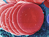 Human Red Blood Cells,SEM