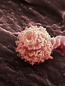 Human Red Blood Cells,SEM