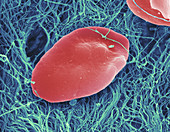 Blood Platelets,SEM