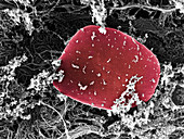 Blood Platelets,SEM