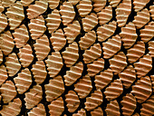 Sandbar Shark Skin,SEM