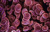 Human Red Blood Cells,SEM