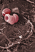 Human Red Blood Cells,SEM