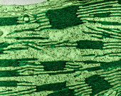 Chloroplast in Corn Leaf Cell,TEM