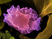 Human Lymphocyte Cell,SEM
