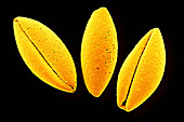 Asparagus Pollen,SEM