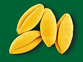 Asparagus Pollen,SEM