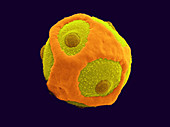 Blackcurrant Pollen,SEM