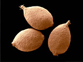Nettle (Urtica dioica) Seeds,SEM