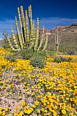 Goldpoppies and Organ Pipe Cactus
