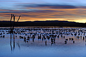 Snow Geese in Pond at Sunrise