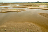 Sand Bars on the Mekong River