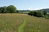 Path Through Wildflowers,Devon,England