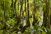 Bald Cypress Swamp,Florida