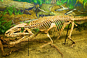 Postosuchus Fossil