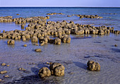Stromatolites in Shark Bay