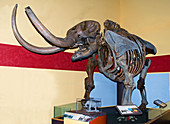 American Mastodon Skeleton