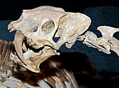 Saber Tooth Tiger Fossil