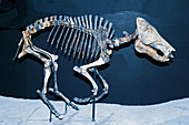 Pleistocene Peccary Fossil