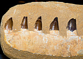 Mosasaur Jaw Fossil