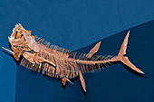 Xiphactinus Audax Fish Fossil