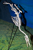 Hesperornis Bird Fossil