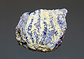 Crinoid Fossil Replaced with Fluorite