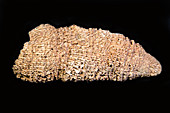Coral Fossil