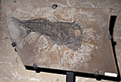 Fossil Acanthodian