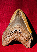Megaladon Tooth Fossilized