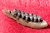 Deer Jaw and Teeth Fossil