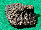 Alligator Scute Fossil