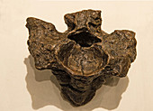 Titanoboa Vertebrae Fossilized