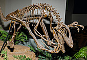 Deinonychus antirrhopus Raptor Dinosaur