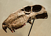 Dimetrodon Grandis Skull Fossil