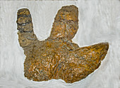 Hadrosaur Dinosaur Footprint