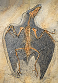 Confuciusornis Fossil