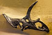 Pentaceratops Sternbergii Skull Fossil