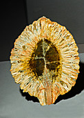 Pine Cone Fossil