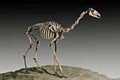Extinct Camelid Skeleton