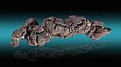 Coprolite (Fossil faeces)