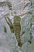 Eurypterid Fossil