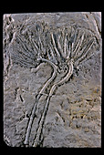 Fossil Crinoid