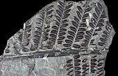 Fossil seed fern